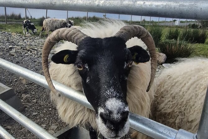 A blackface ram with curled horns looking through a farm gate