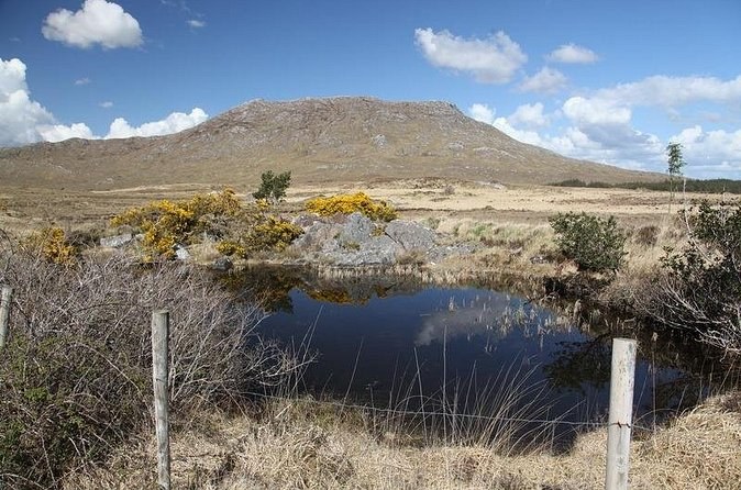 A bog pool with yellow gorse and a fence post, below a broad bare mountain