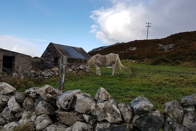 A grey pony grazing beside an old stone cottage, behind a dry stone wall