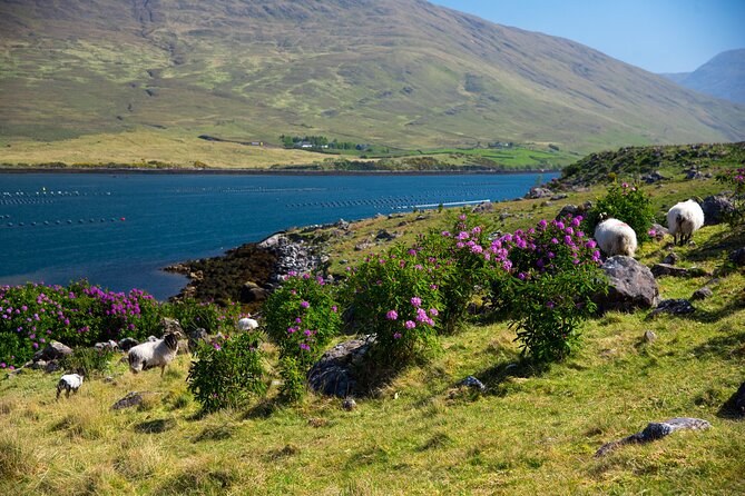 Sheep among flowering rhododendron on a slope above deep blue water and a green hillside