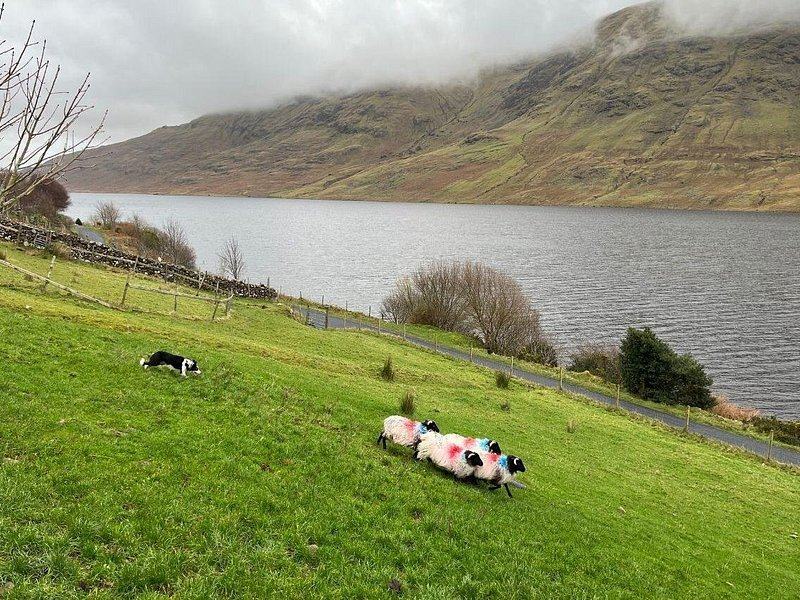 A sheepdog working marked sheep on a slope above a lough, cloud on the mountain